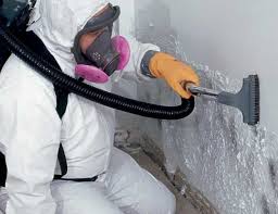 Best Black Mold Removal  in USA